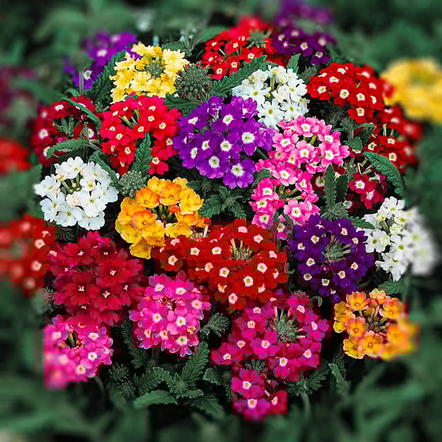 VERBENA  MIXED FLOWER SEEDS (PACK OF100 SEEDS )