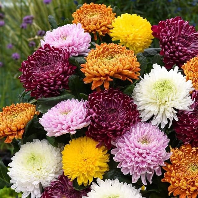 CHRYSANTHEMUM DOUBLE MIXED FLOWER SEEDS (PACK OF 200 SEEDS )