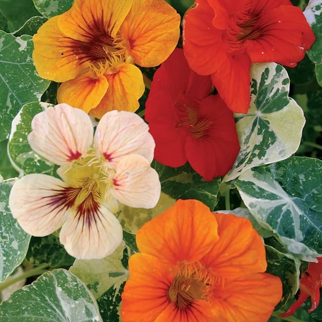 NASTURTIUM ALASKA MIXED FLOWER SEEDS (PACK OF 50 SEEDS )