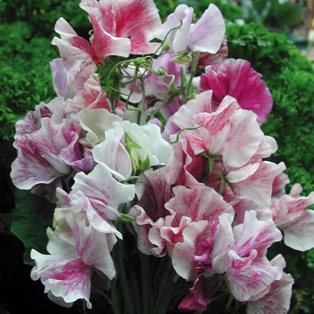 SWEET PEAS SPENCER  MIXED FLOWER SEEDS (PACK OF 50 SEEDS )