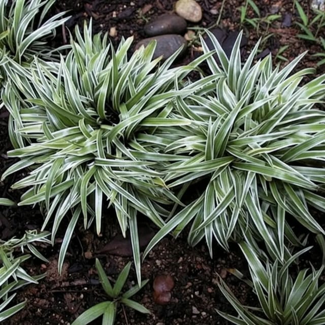 Chlorophytum Bichetti Grass Clumb