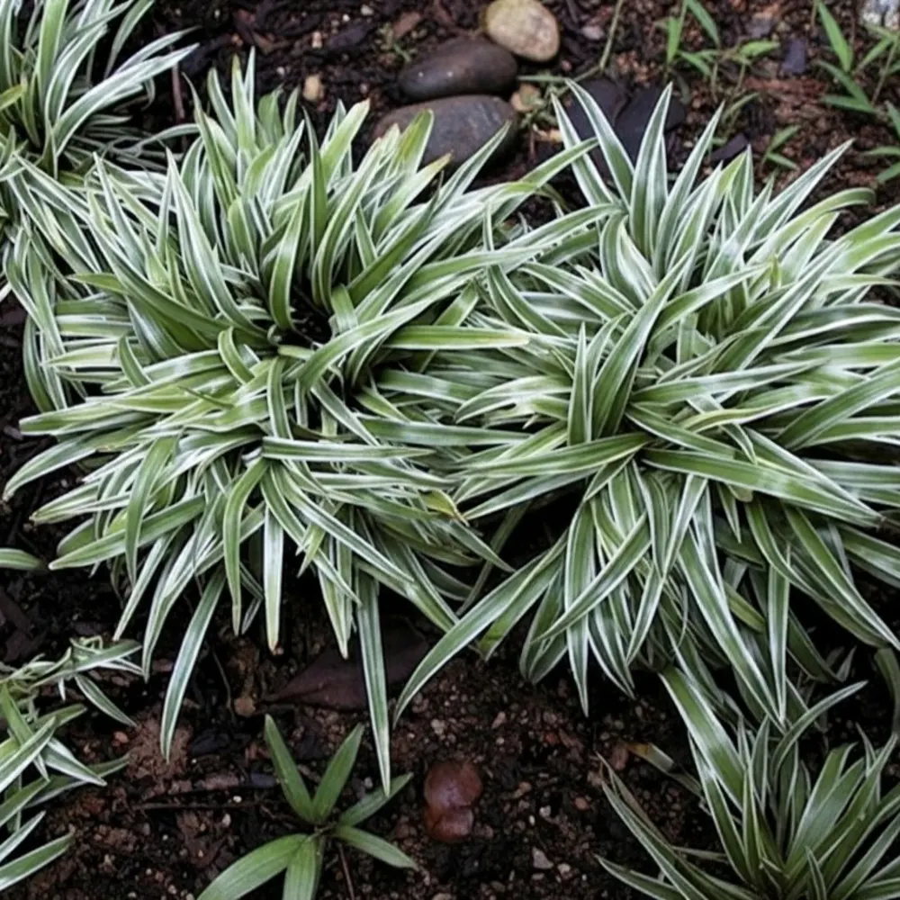 Chlorophytum Bichetti Grass Clumb