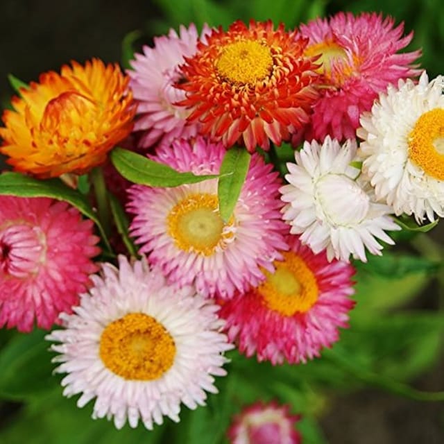 HELICHRYSUM  MIXED FLOWER SEEDS (PACK OF 100 SEEDS )