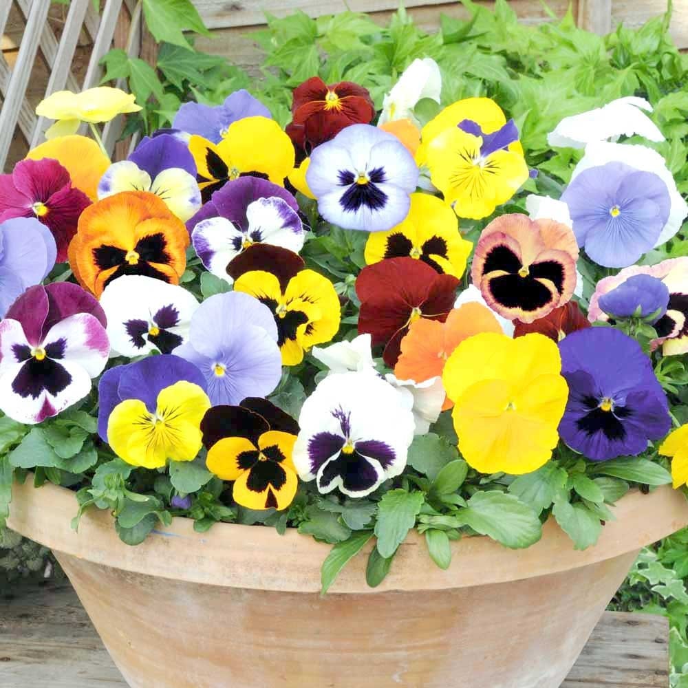 PANCY MEDIUM  MIXED FLOWER SEEDS (PACK OF 100 SEEDS )