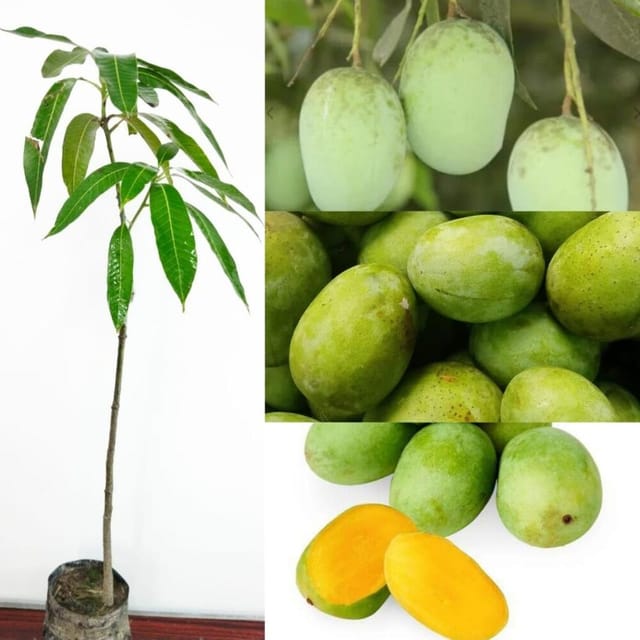 Langra Mango Plant