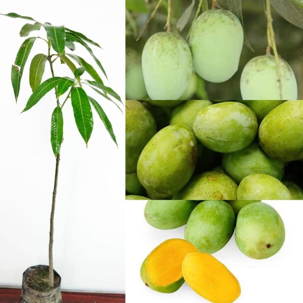 Langra Mango Plant