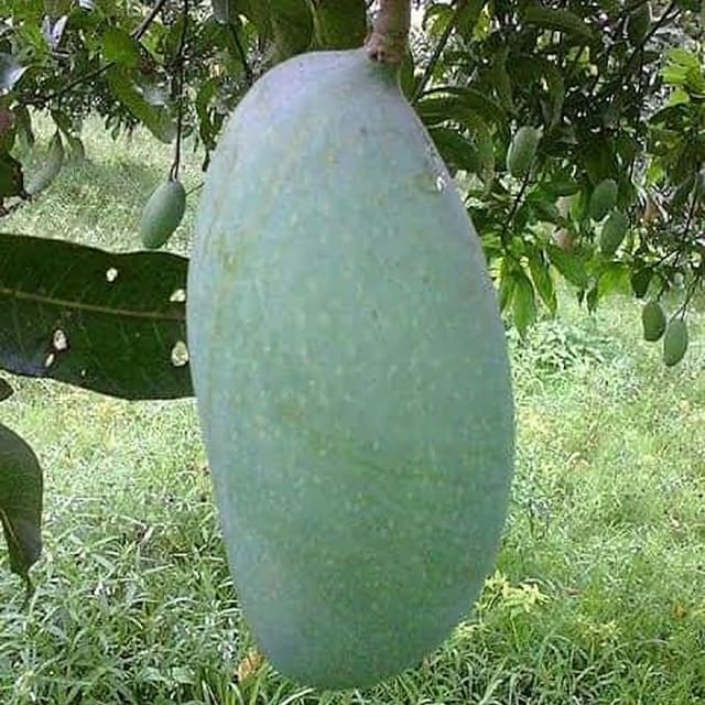 Fazli Mango Plant