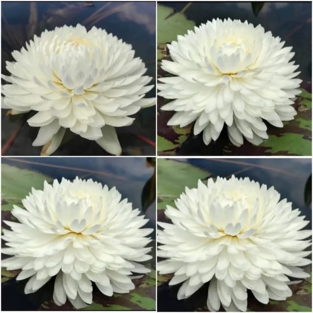 Nymphaea Chiffon - Tropical Waterlily