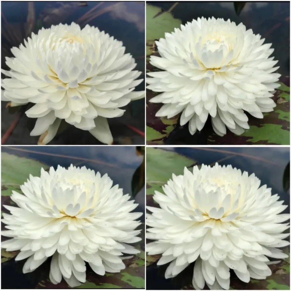 Nymphaea Chiffon - Tropical Waterlily