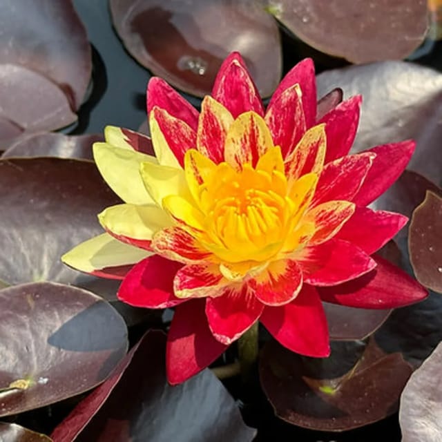 Nymphaea Ring Of Fire - Hardy Waterlily