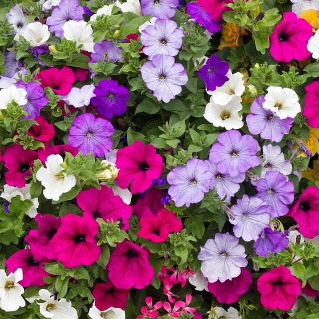 PETUNIA MIXED FLOWER SEED (Pack of 30 Seeds)