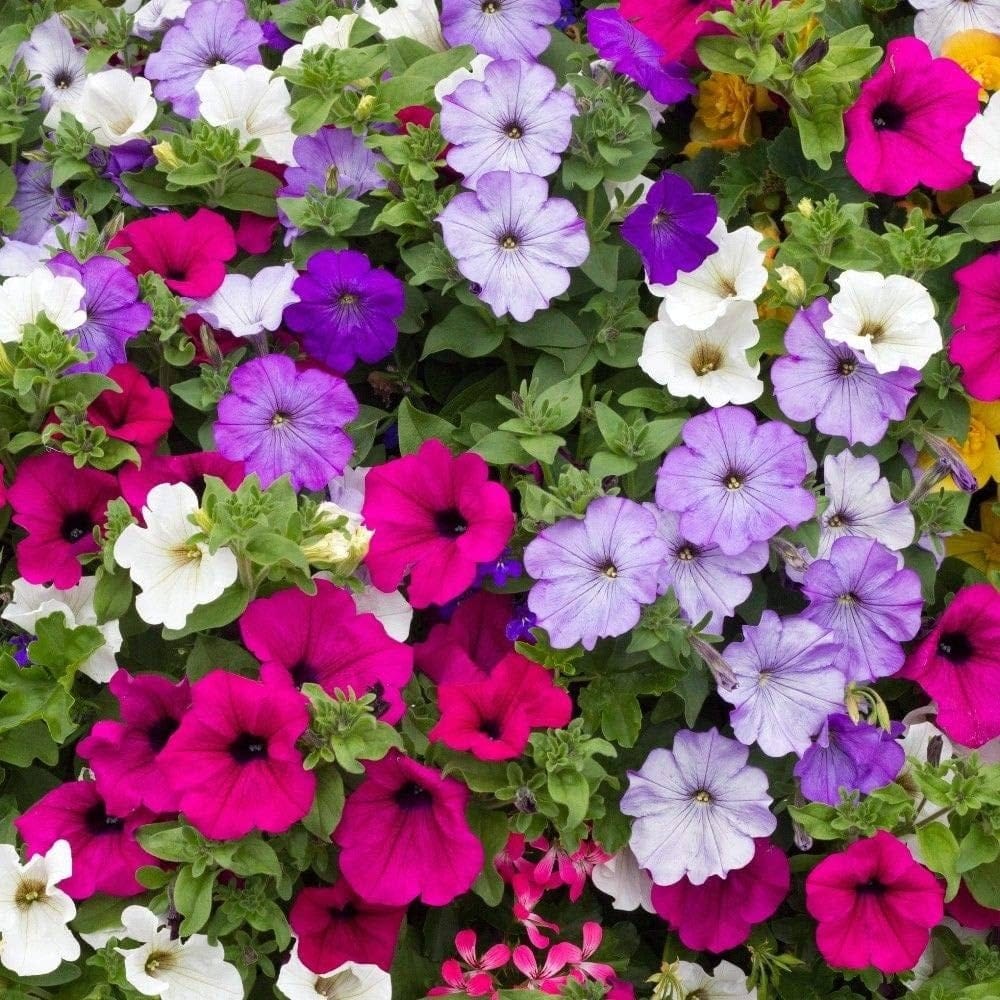 PETUNIA MIXED FLOWER SEED (Pack of 30 Seeds)