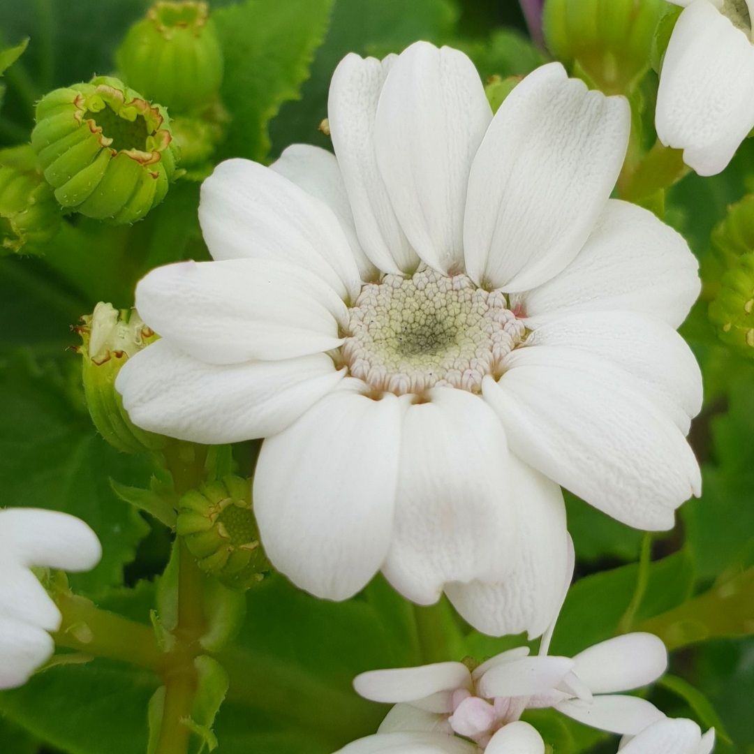 Cineraria White Flower Seeds Online (Pack of 100  Seeds)