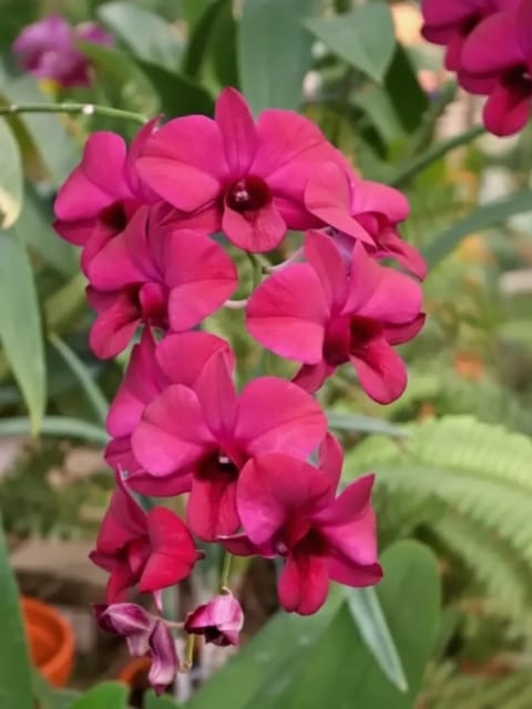 Dendrobium Christmas Red - Seedling Orchid Plant