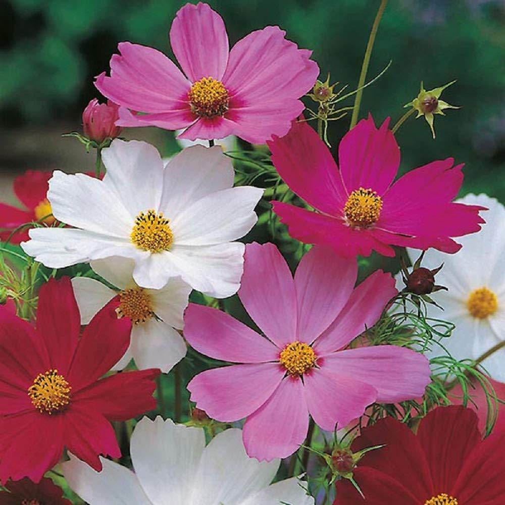 Cosmos Sensation Mixed Mixed Flower Seeds Online (Pack of 100  Seeds)