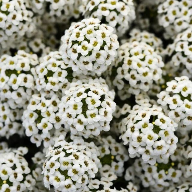 Alyssum White Flower Seeds Online (Pack of 100 Seeds) Alyssum White Flower Seeds Online (Pack of 100 Seeds)