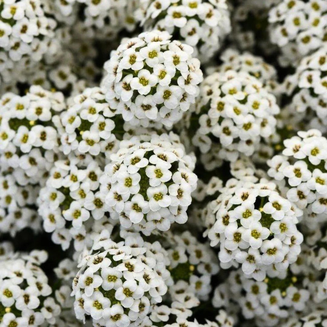 Alyssum White Flower Seeds Online (Pack of 100  Seeds)