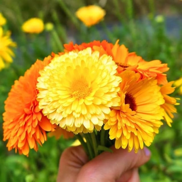 Calendula Double Mixed Flower Seeds Online (Pack of 20  Seeds)
