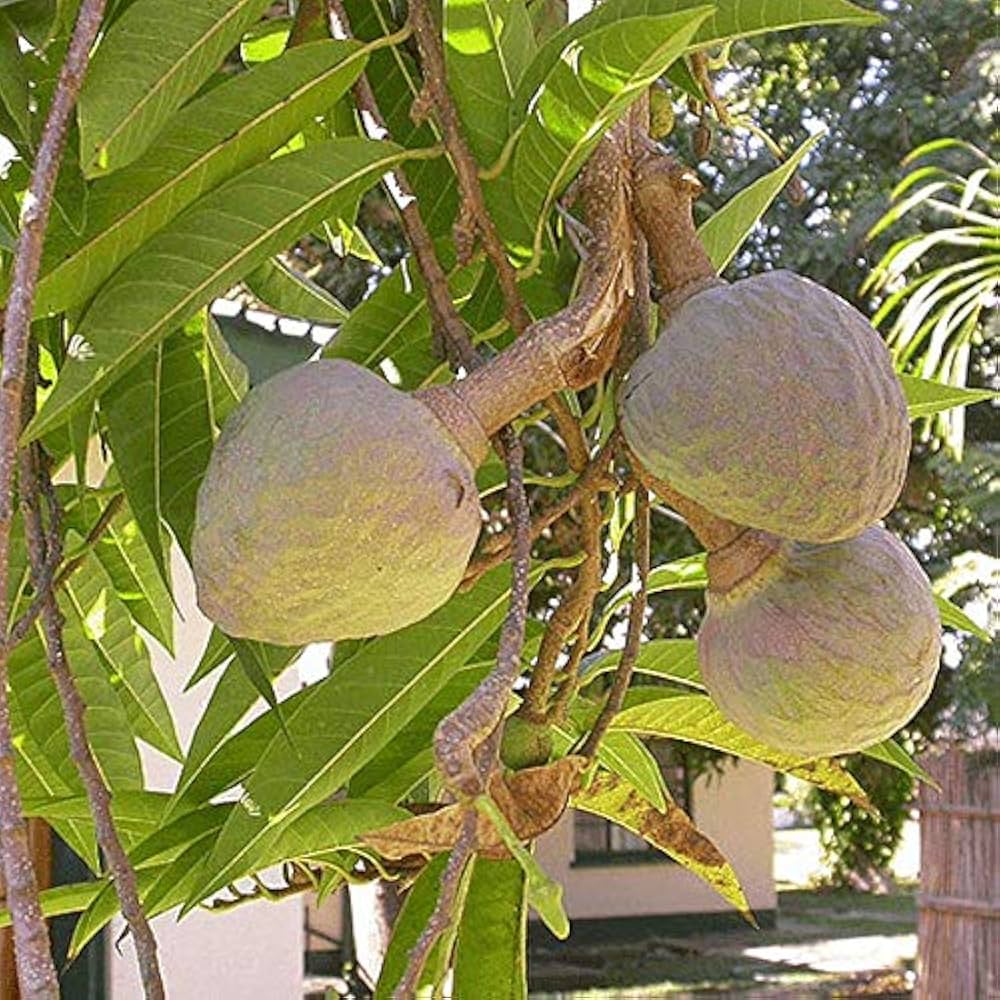 Ramfal (Bullock’s Heart / Annona reticulata) Fruits Plant