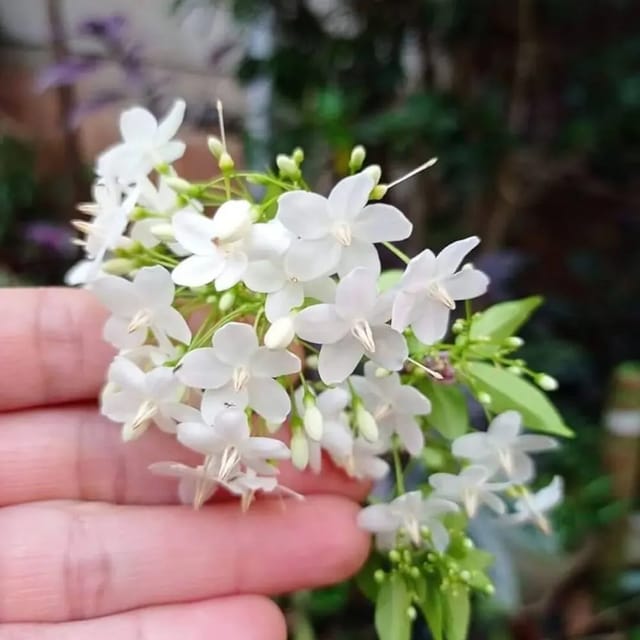 Water Jasmine | Wrightia Religiosa | Arabian Jasmine  Plant