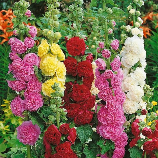 Hollyhook Mixed Flower Seeds Online (Pack of 20  Seeds)