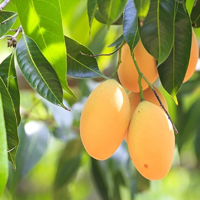 Mango Fruits Plant (Hapus)