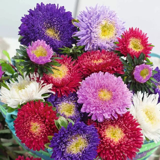 ASTER PRINCESS  MIXED FLOWER SEEDS (PACK OF 100 SEEDS )