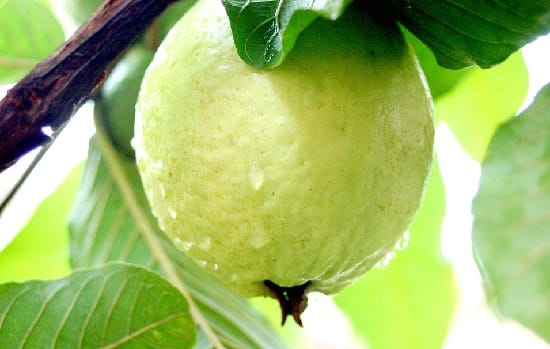 Common Guava Plant / Pera Fruit Live Plant