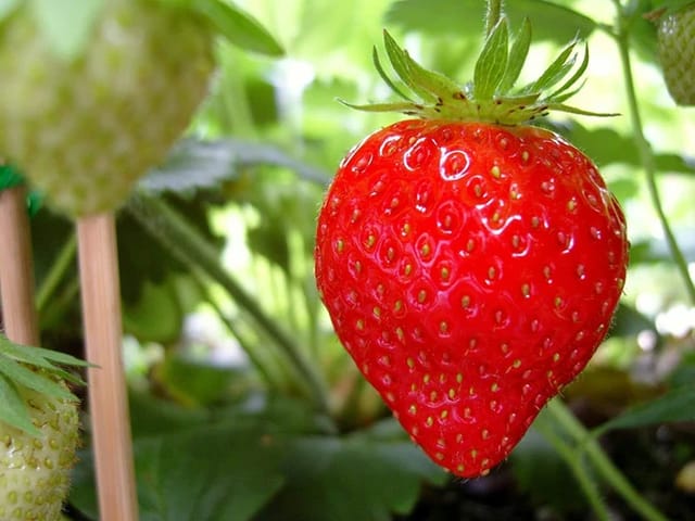Strawberry Fruit  Plant