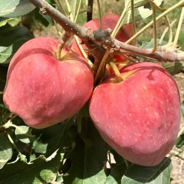 Anna Apple Fruit Plant