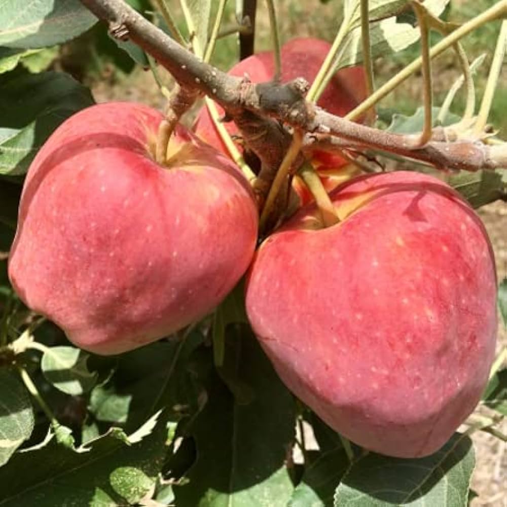 Anna Apple Fruit Plant