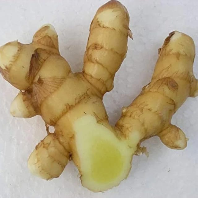 Mango Ginger Plant - Curcuma Amada