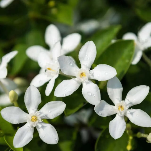 Srilankan Jasmine Plant