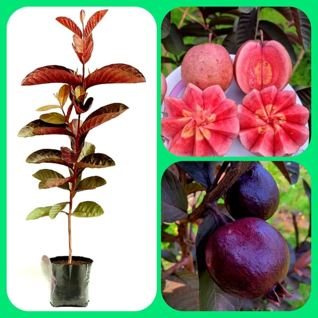 All Time Red Diamond Guava Plant, Peyera,Amrud(King Of Guava) "New Variety"