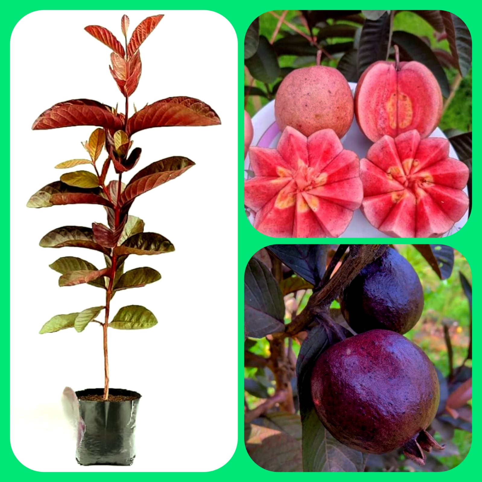 All Time Red Diamond Guava Plant, Peyera,Amrud(King Of Guava) "New Variety"