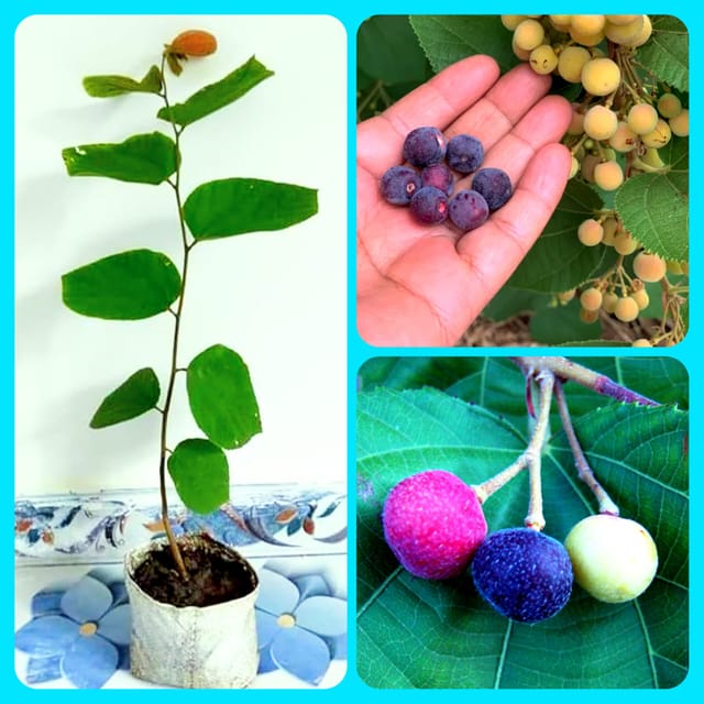 Phalsa Fruit Plant