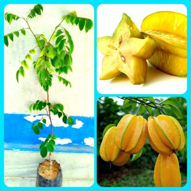Thai Sweet Star Fruit Plant (Averrhoa carambola) Kamrakh, Kamranga Hybrid Grafted Live Plant