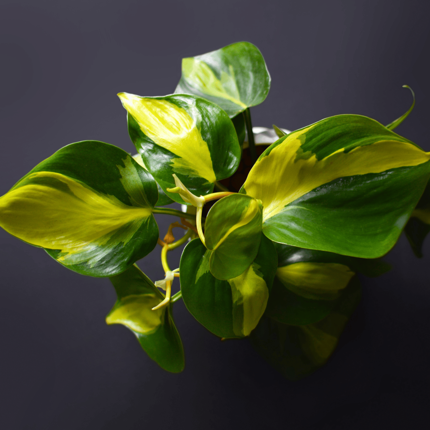 Heartleaf Philodendron Brasil Plant (Bare Rooted)