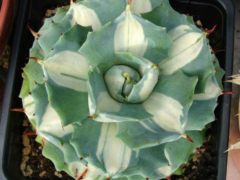 Agave Isthmensis Variegated Dwarf Succulent Plant (Bare Rooted)