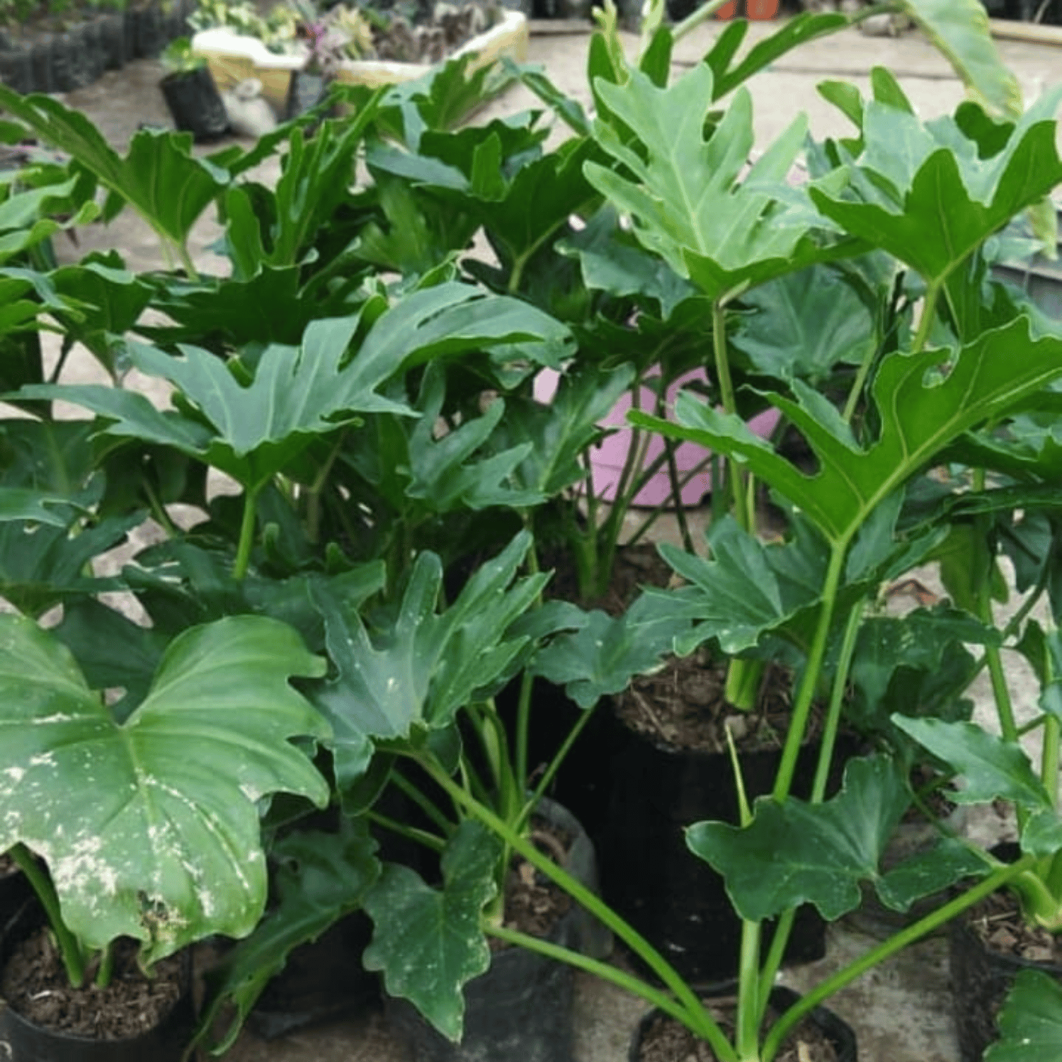 Philodendron Hope Selloum / Sellum plant Indoor Plant (Bare Rooted)