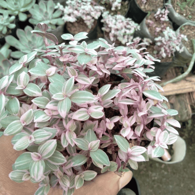 Callisia Rosato/Pink Lady Succulent Plant (Bare Rooted) Callisia Rosato/Pink Lady Succulent Plant (Bare Rooted)