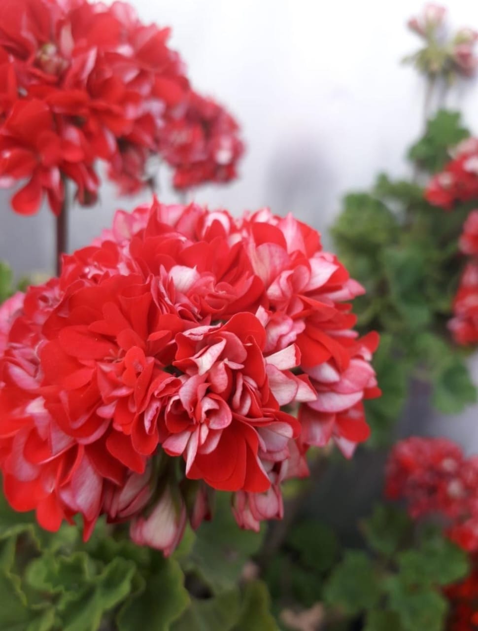 Geranium Flower Plant (Bare Rooted)