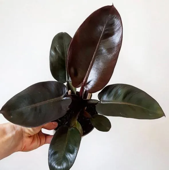 Philodendron Black Princess Indoor Plant(Bare Rooted)