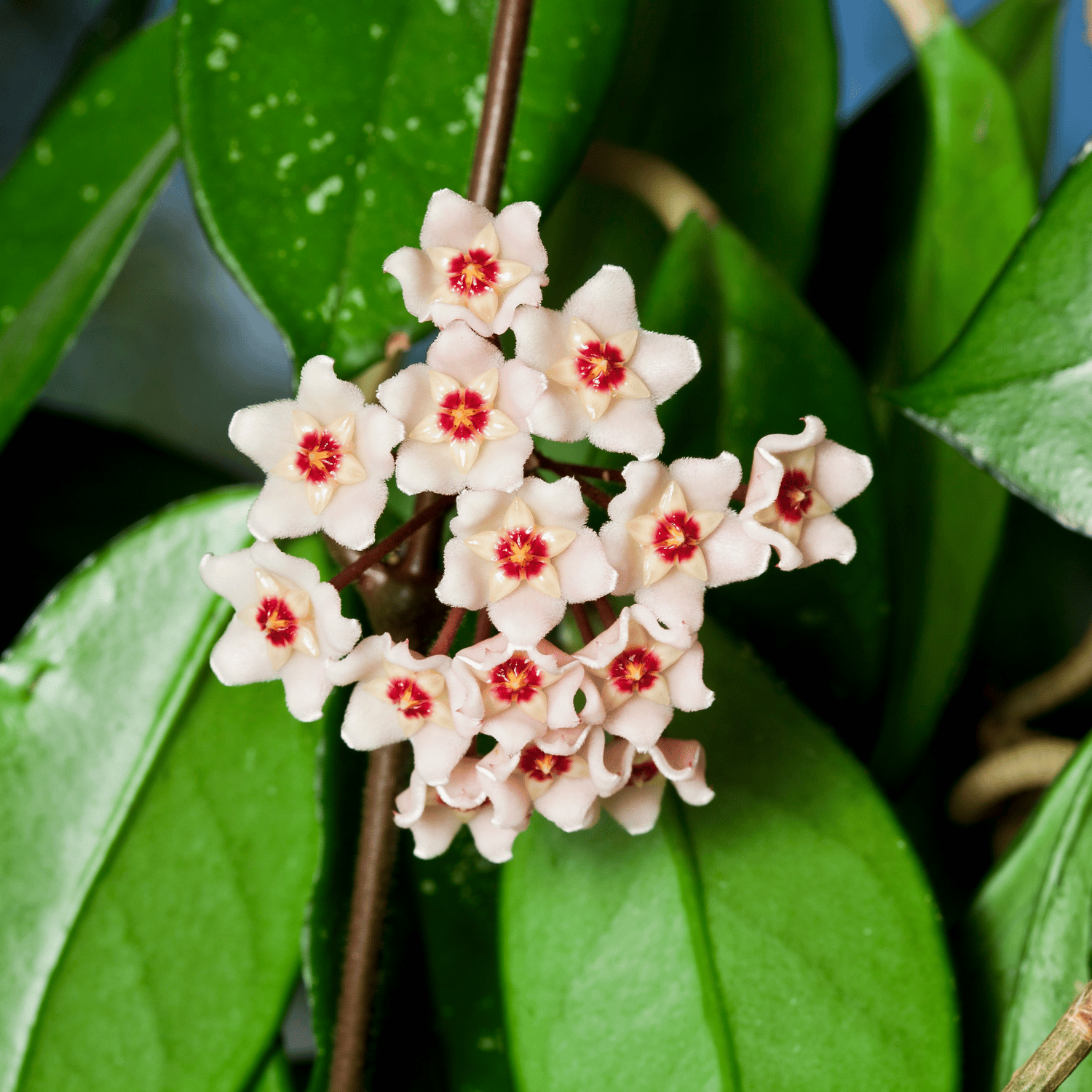 Hoya Carnosa Flower Plant (Bare Rooted)