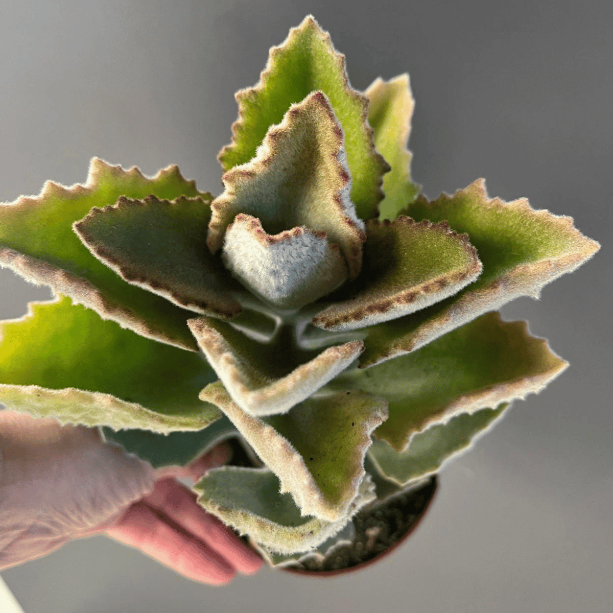 Bidayuha Crassispatha Kalimantan Barat子株 Bidayuha crassispatha Kalimantan Barat K0825 – 熱帯植物.com