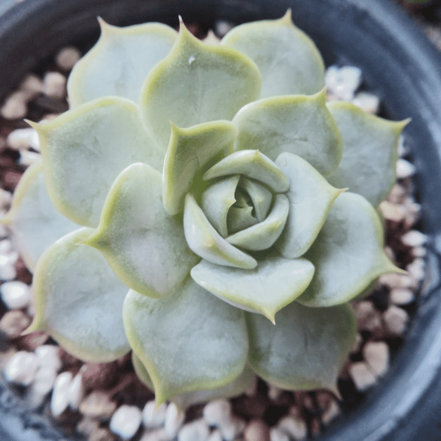 Echeveria Lilacina Succulent Plant Echeveria Lilacina Succulent Plant