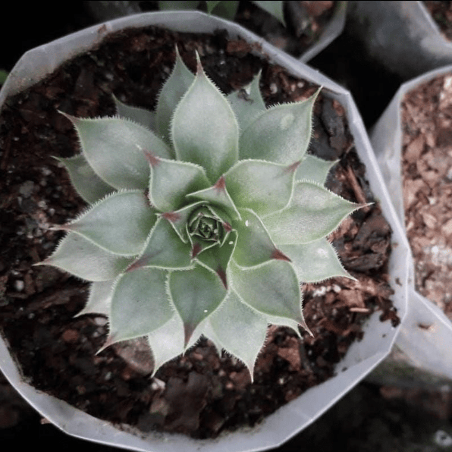 Laxmi Kamal Succulent plant (Bare Rooted)