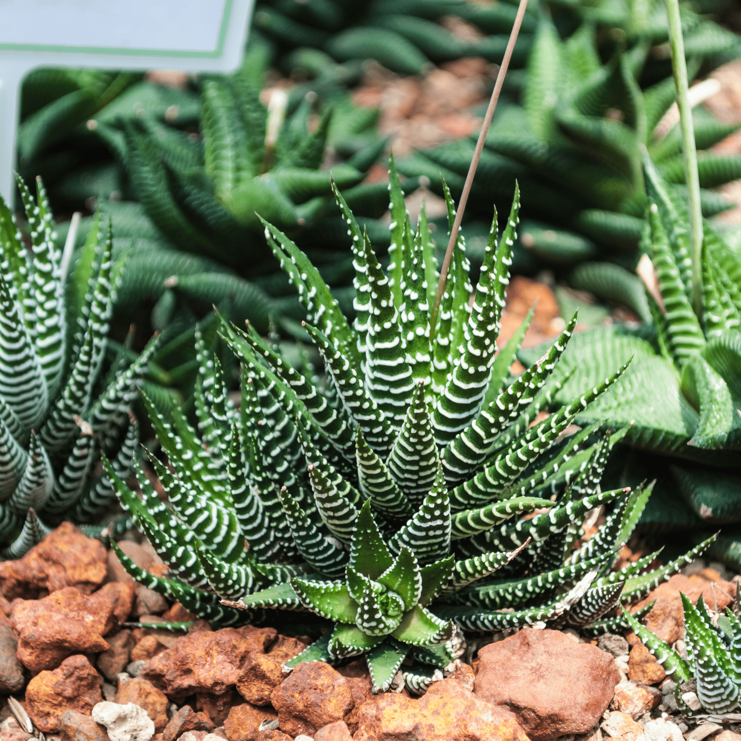 Zebra Haworthia Succulent Plant (Bare Rooted)