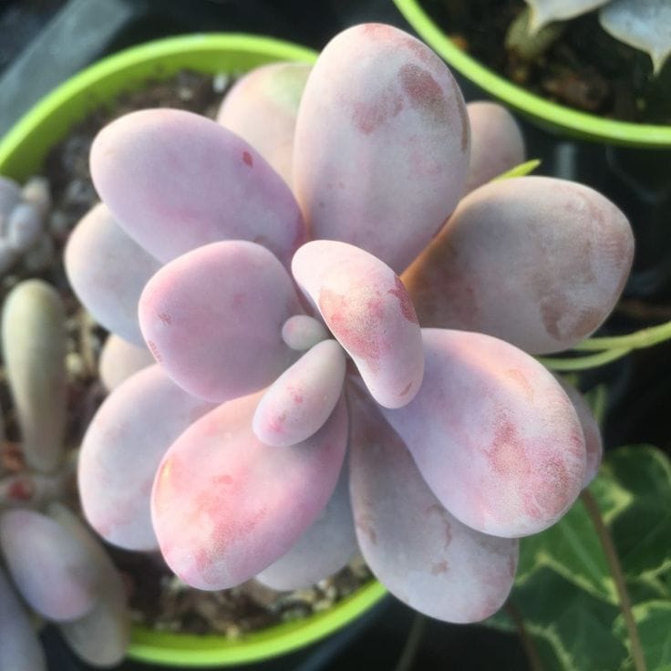 Pink Moon Stone Succulent Plant (Bare Rooted)