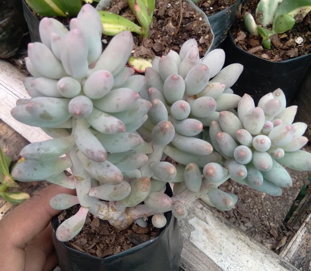 Pachyphytum Rzedowskii(Pink Sedium) Succulent Plant (Bare Rooted)